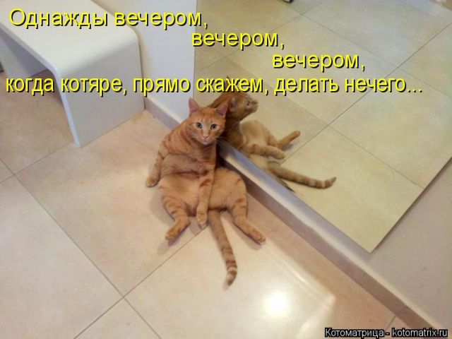 Лучшие котоматрицы недели