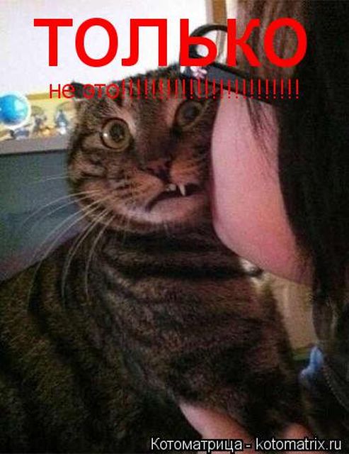 Лучшие котоматрицы недели