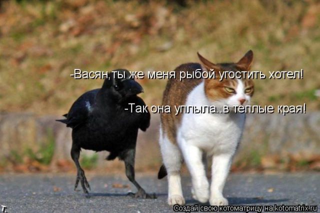 Лучшие котоматрицы недели