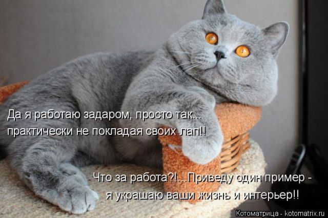 Лучшие котоматрицы недели