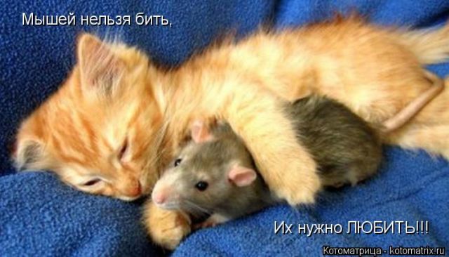 Лучшие котоматрицы недели