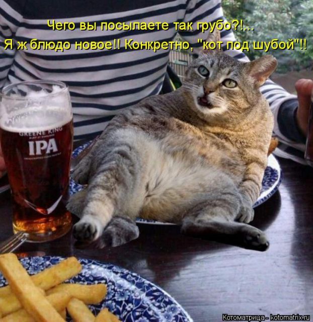 Лучшие котоматрицы недели