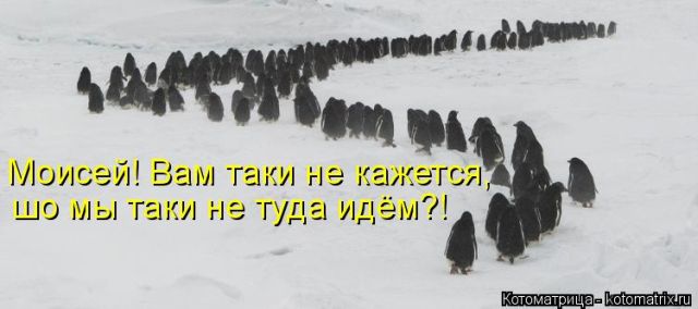 Лучшие котоматрицы недели