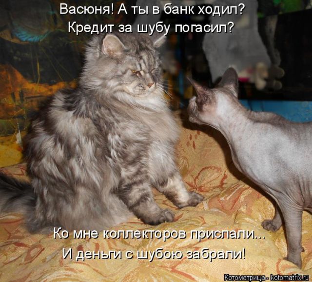 Лучшие котоматрицы недели