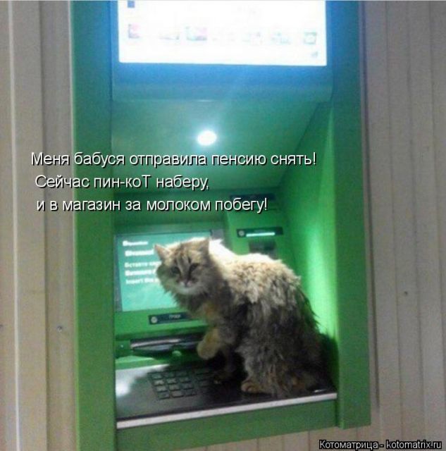 Лучшие котоматрицы недели