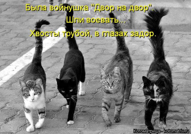 Лучшие котоматрицы недели