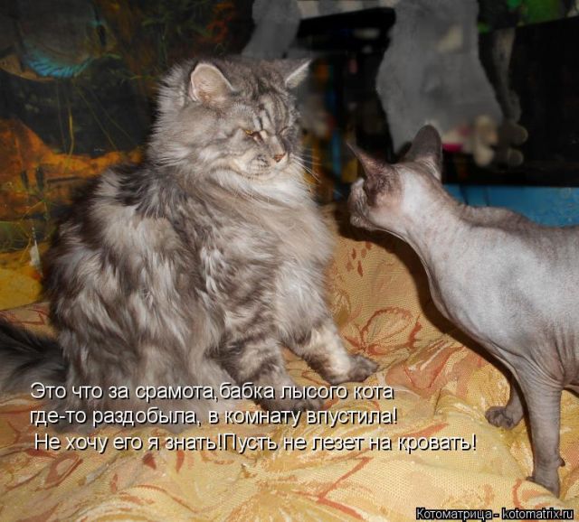 Лучшие котоматрицы недели