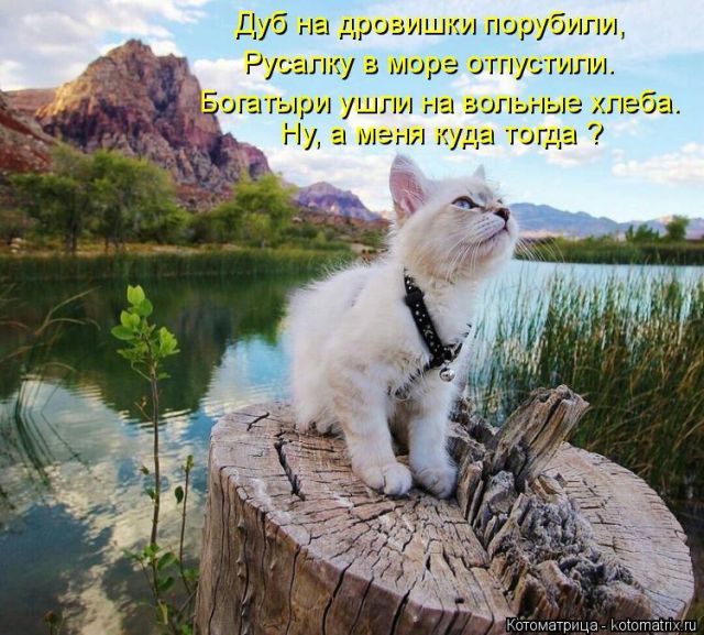 Лучшие котоматрицы недели