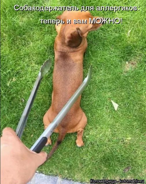 Лучшие котоматрицы недели