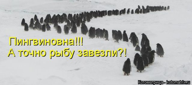 Лучшие котоматрицы недели