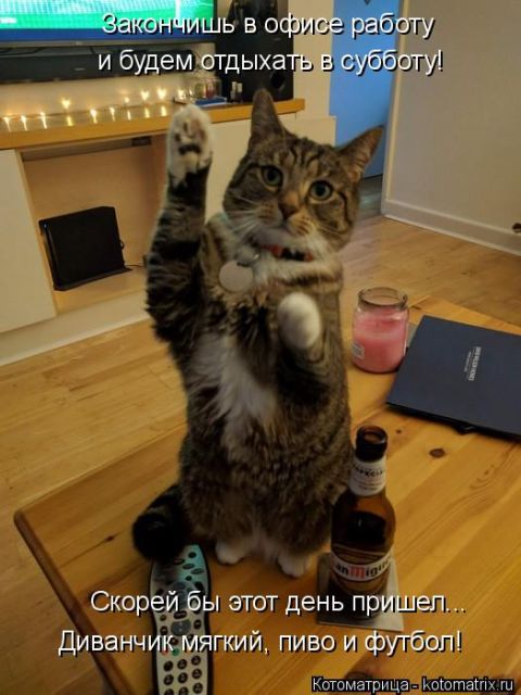 Лучшие котоматрицы недели