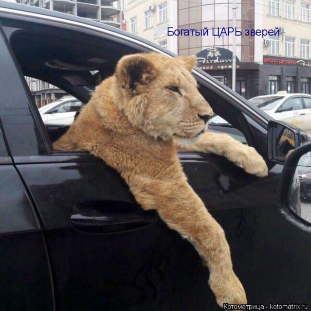 Лучшие котоматрицы недели