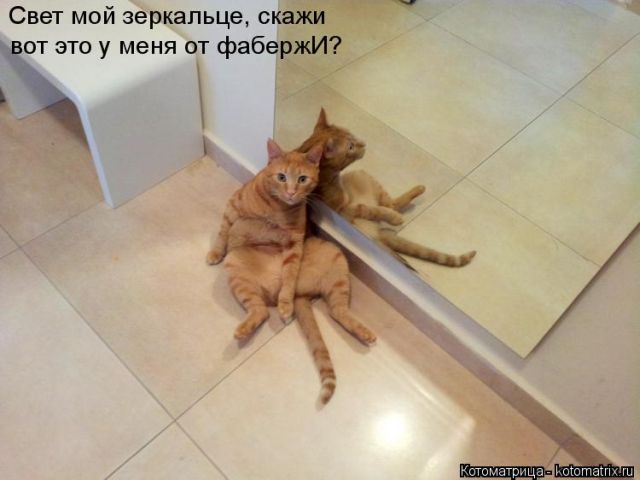 Лучшие котоматрицы недели