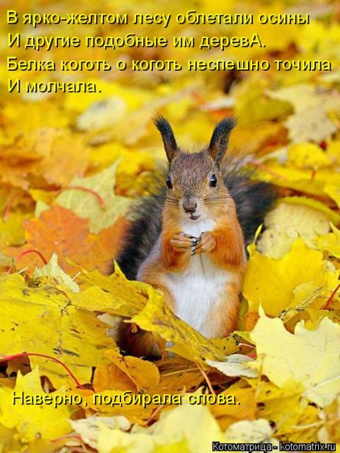 Лучшие котоматрицы недели