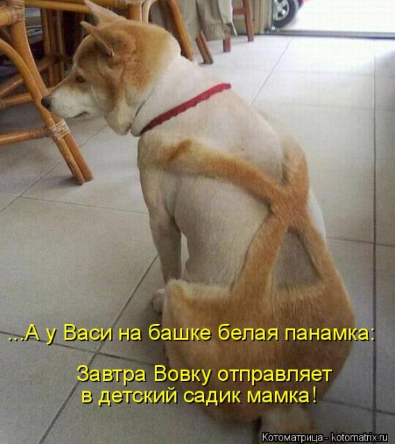 Лучшие котоматрицы недели