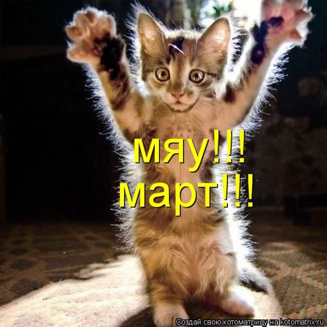 Лучшие котоматрицы недели