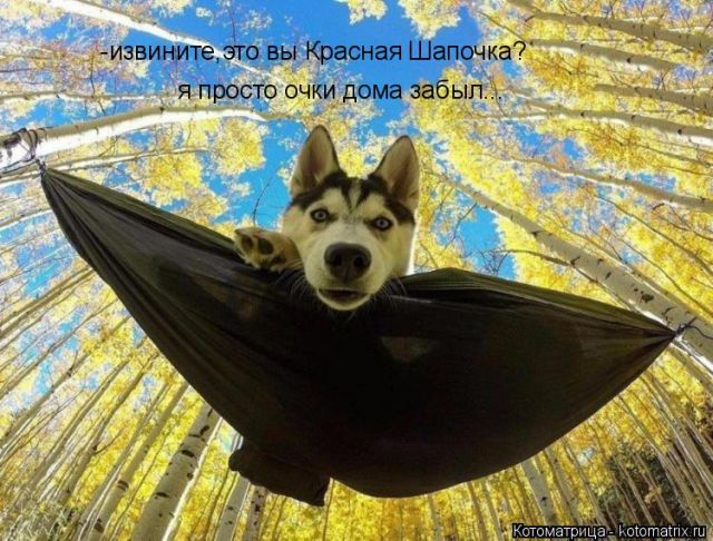 Лучшие котоматрицы недели