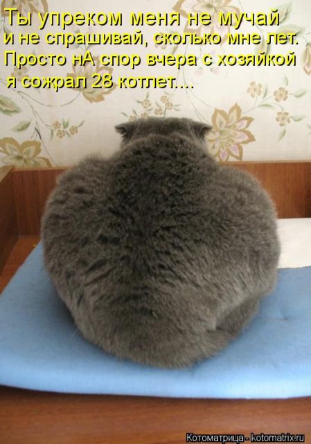 Лучшие котоматрицы недели