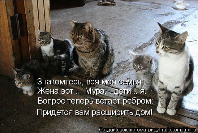 Лучшие котоматрицы недели
