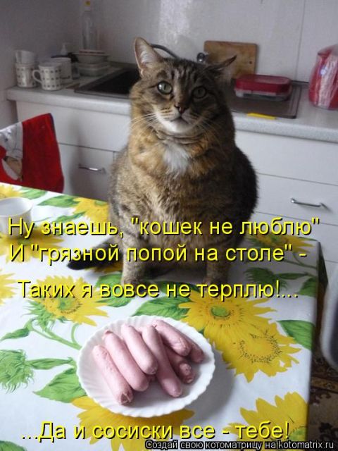 Лучшие котоматрицы недели