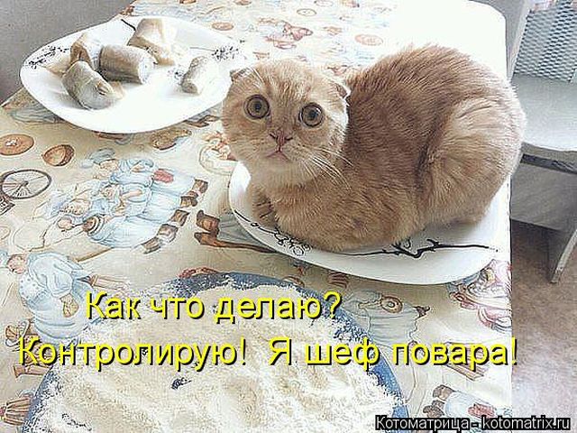 Лучшие котоматрицы недели