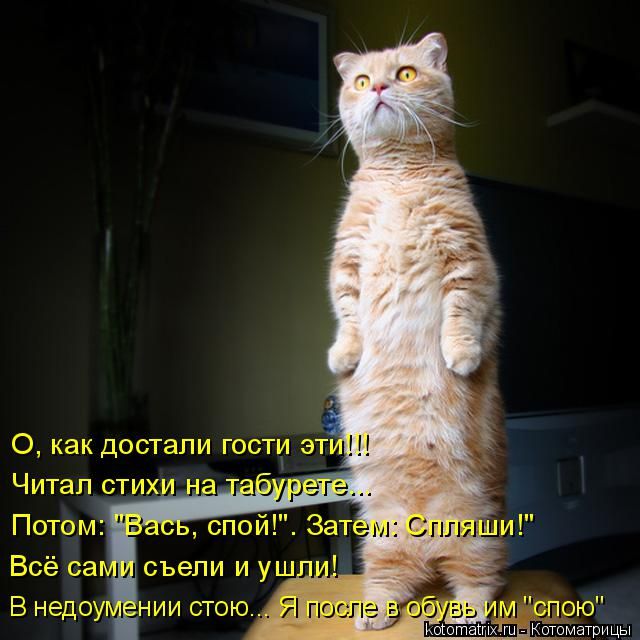 Лучшие котоматрицы недели