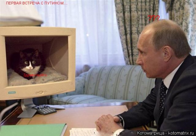 Лучшие котоматрицы недели