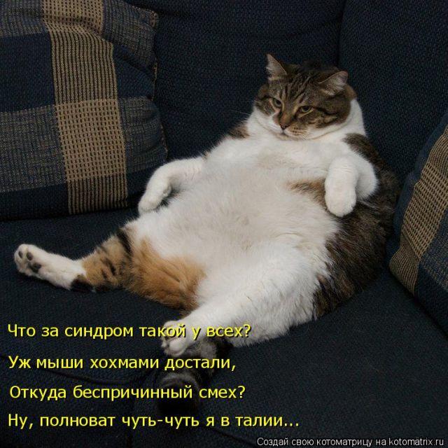 Лучшие котоматрицы недели