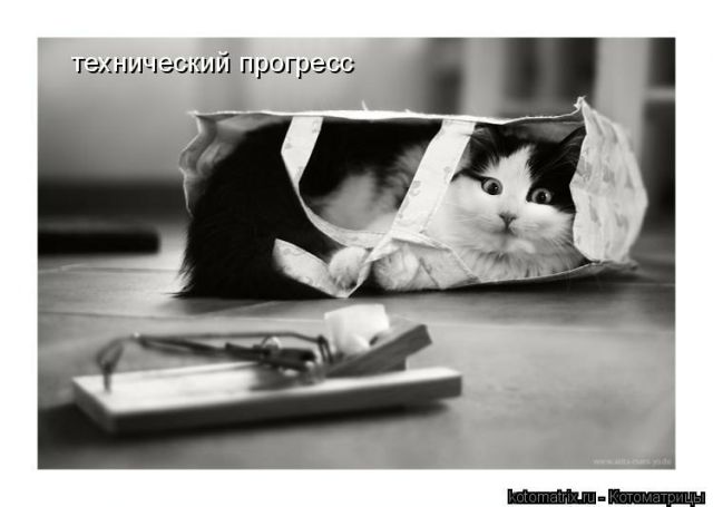 Лучшие котоматрицы недели