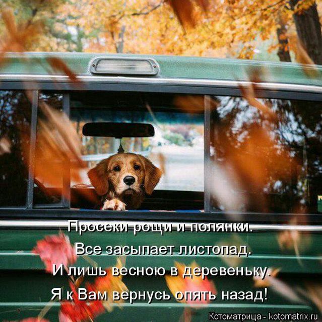 Лучшие котоматрицы недели