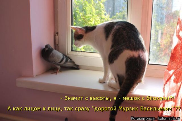 Лучшие котоматрицы недели