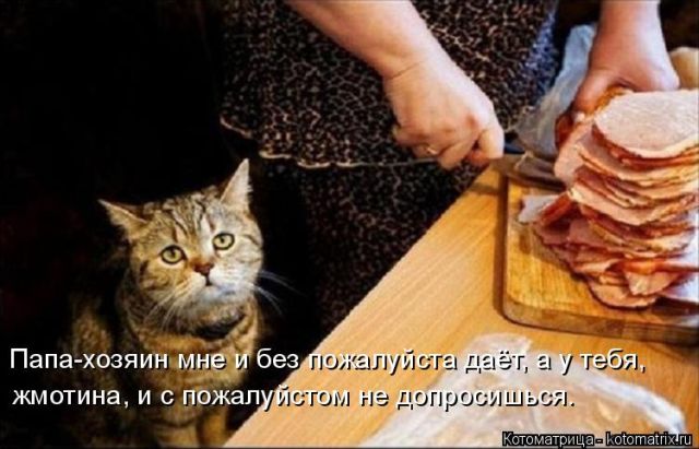 Лучшие котоматрицы недели