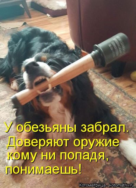 Лучшие котоматрицы недели