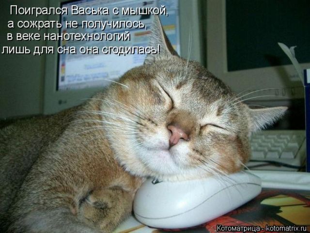 Лучшие котоматрицы недели