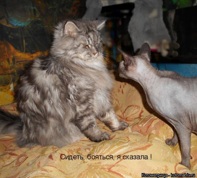 Лучшие котоматрицы недели