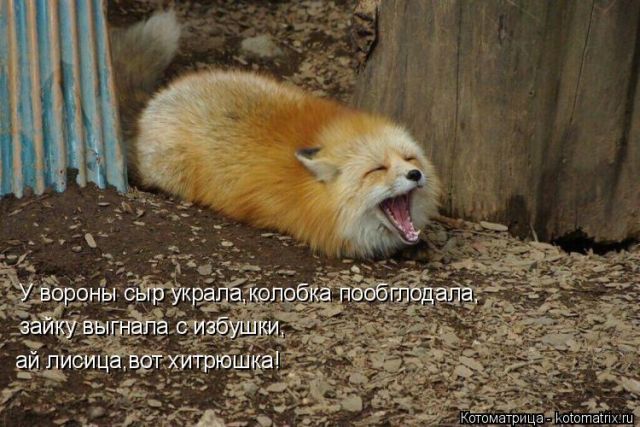 Лучшие котоматрицы недели