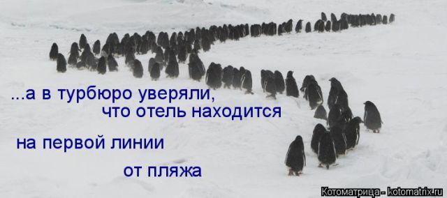 Лучшие котоматрицы недели