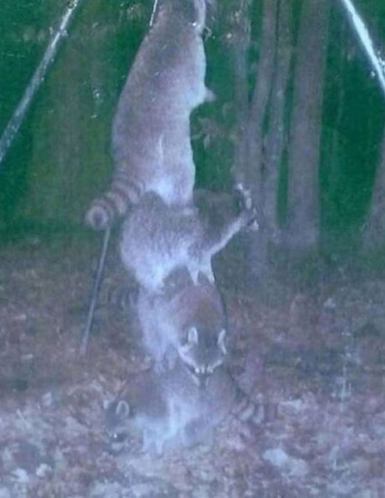 Любопытные фото лесных обитателей