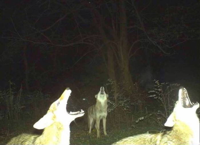 Любопытные фото лесных обитателей