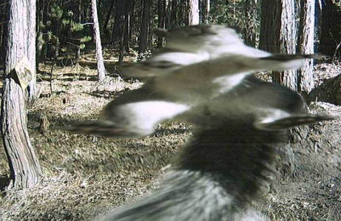 Любопытные фото лесных обитателей