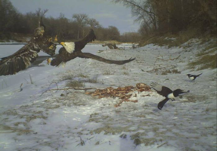 Любопытные фото лесных обитателей