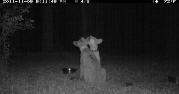 Любопытные фото лесных обитателей