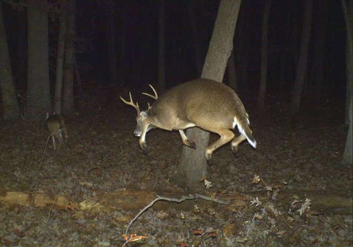 Любопытные фото лесных обитателей