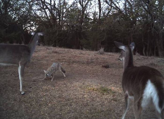 Любопытные фото лесных обитателей