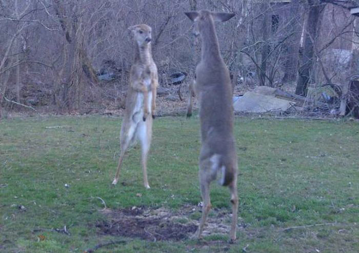 Любопытные фото лесных обитателей