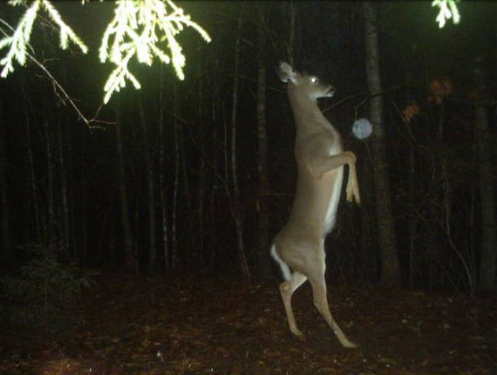 Любопытные фото лесных обитателей