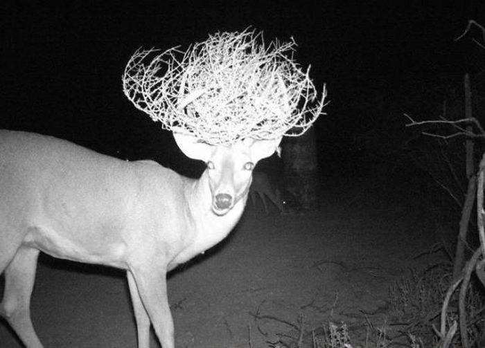 Любопытные фото лесных обитателей