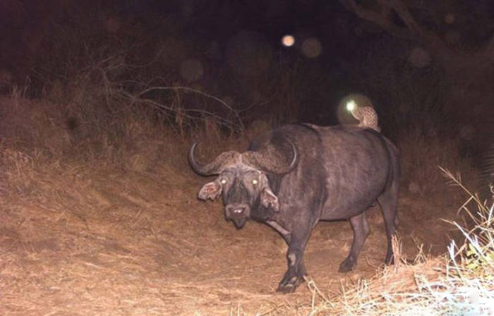 Любопытные фото лесных обитателей