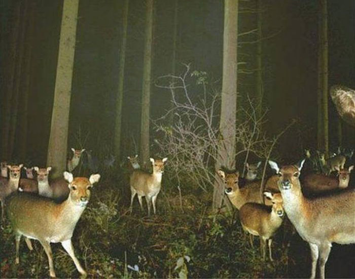 Любопытные фото лесных обитателей