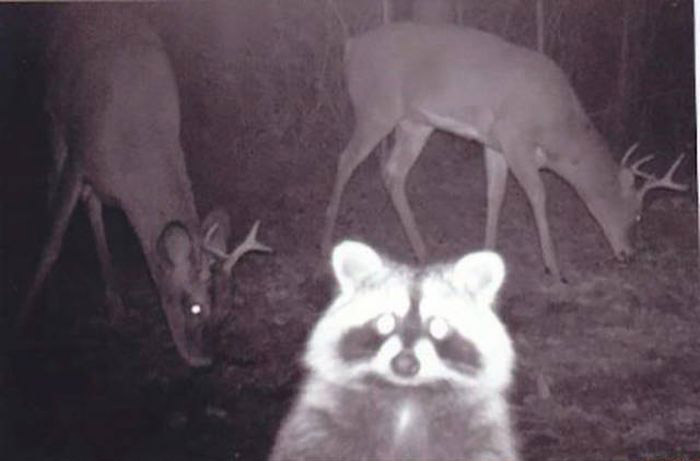 Любопытные фото лесных обитателей